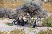041_26-Magellanic_PenguinsS
