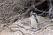 046_29-Magellanic_PenguinsS