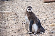 049_31-Magellanic_PenguinsS
