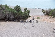 050_32-Magellanic_PenguinsS