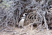 052_33-Magellanic_PenguinsS