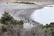 056_36-Magellanic_PenguinsS