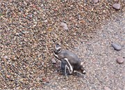 057_22-Magellanic_PenguinsH
