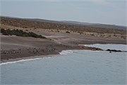 058_23-Magellanic_PenguinsH