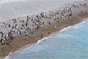 059_37-Magellanic_PenguinsS