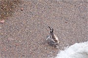 060_24-Magellanic_PenguinsH
