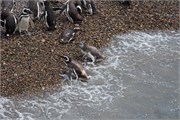 061_25-Magellanic_PenguinsH