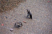 063_39-Magellanic_PenguinsS