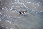 064_40-Magellanic_PenguinsS