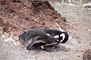068_43-Magellanic_PenguinsS