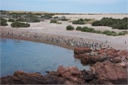 070_28-Magellanic_PenguinsH