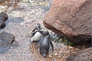 072_29-Magellanic_PenguinsH