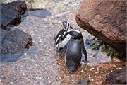 073_45-Magellanic_PenguinsS