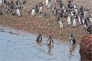 075_31-Magellanic_PenguinsH