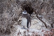 077_47-Magellanic_PenguinsS