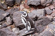 078_48-Magellanic_PenguinsS