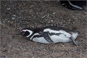 082_33-Magellanic_PenguinsH