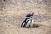 087_52-Magellanic_PenguinsS