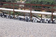 088_53-Magellanic_PenguinsS