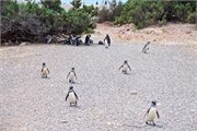 089_54-Magellanic_PenguinsS