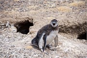 090_55-Magellanic_PenguinsS