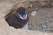 091_39-Magellanic_PenguinsH