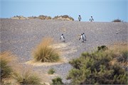 094_57-Magellanic_PenguinsS