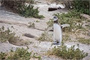 095_58-Magellanic_PenguinsS