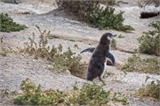 096_59-Magellanic_PenguinsS