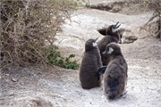 097_60-Magellanic_PenguinsS