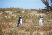 098_61-Magellanic_PenguinsS