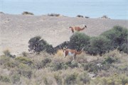 103_16-Patagonia2018