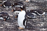 120_04_Penguins-Susan