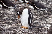 126_07_Penguins-Susan