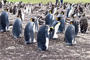 131_09_Penguins-Susan