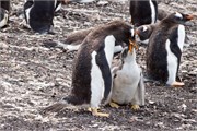 132_10_Penguins-Susan