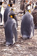 137_14_Penguins-Susan