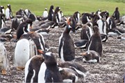 139_15_Penguins-Susan