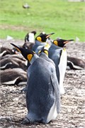143_17_Penguins-Susan