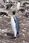 146_19_Penguins-Susan