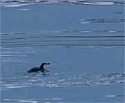 172_54_AdmiraltyBay