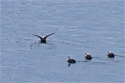 173_62_AdmiraltyBay