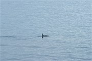189_08_DallmanBayOrcas