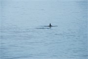 190_12_DallmanBayOrcas