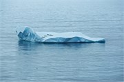 191_13_WaddellSeals