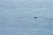 192_15_DallmanBayHumpbacks