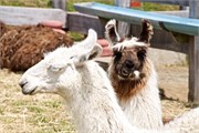 210_37_PuertoMott