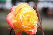 214_50_PuertoMott