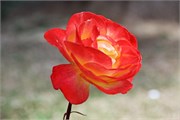 215_51_PuertoMott