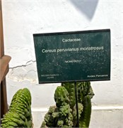 236_098_MuseoLarco